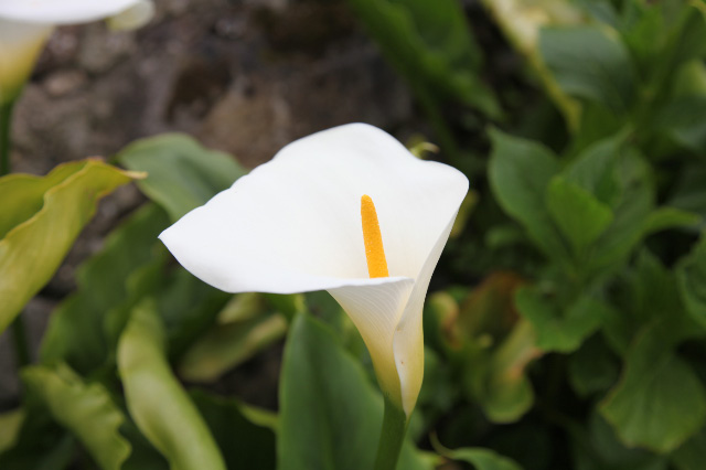 white flower of Covadonga